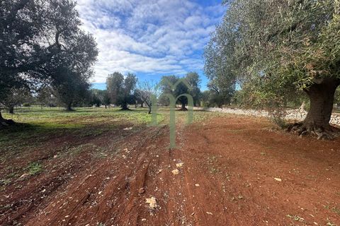 Terra a Carovigno, Brindisi, Carovigno - € 30.000 | Ref: Terreno Prete - foto 6